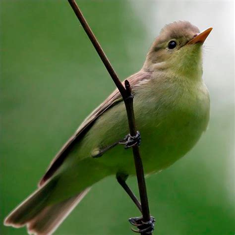 Зеленая птица