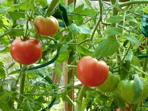 Обрезка помидоров в теплице чтобы был хороший урожай